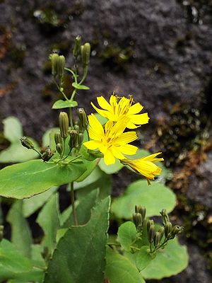 写真:黄色い小花を咲かすヤクシソウ