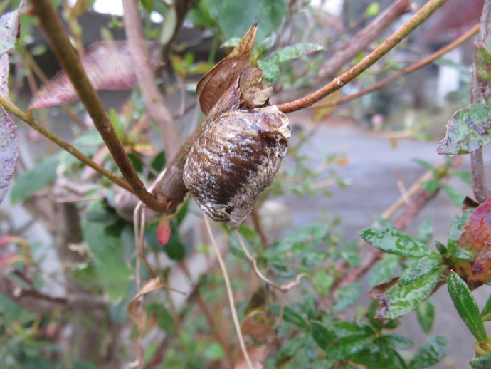 園内の木の枝に産みつけられたカマキリの卵の写真