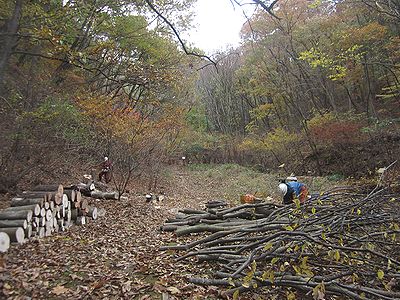 写真:木を切り、丸太や枝を積んでいく職員