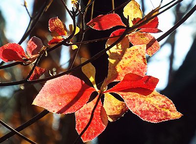 写真:真っ赤なアブラツツジの葉