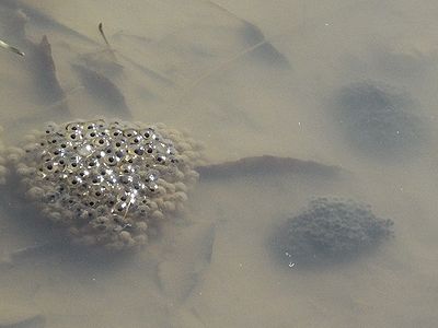 写真:ヤマアカガエルの卵かい（卵の集まり）