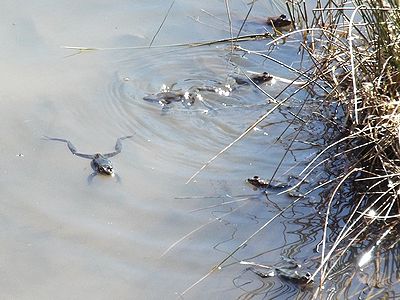 写真：池に何匹も集まっているヤマアカガエル