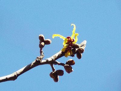 写真:枝先に咲いた一輪のマンサク
