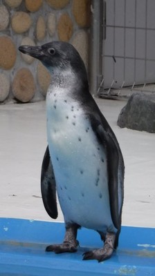 立ち姿のペンギン（写真2）