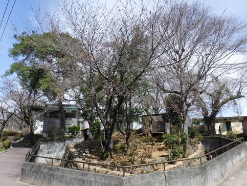 タヌキ山の桜
