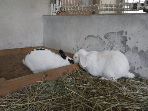 写真：2羽のシロウサギ
