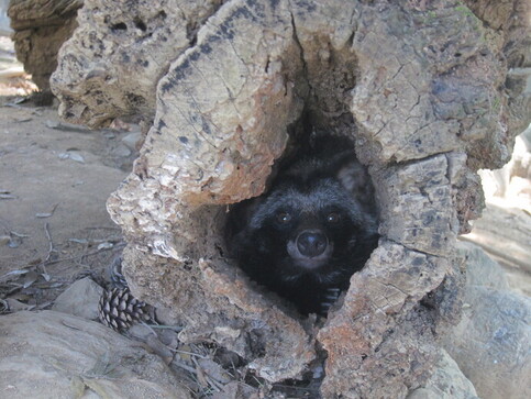 木の穴で休息するホンドタヌキ