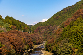 渡良瀬渓谷の紅葉の様子。