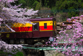 桜の合間からわたらせ渓谷鐵道を見る写真