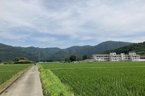 6月の上野地区の田んぼの写真