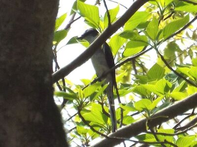 写真：木の枝にとまる白と黒のスマートな鳥サンショウクイ