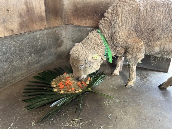 写真:ゆっくりと食べ始めました。