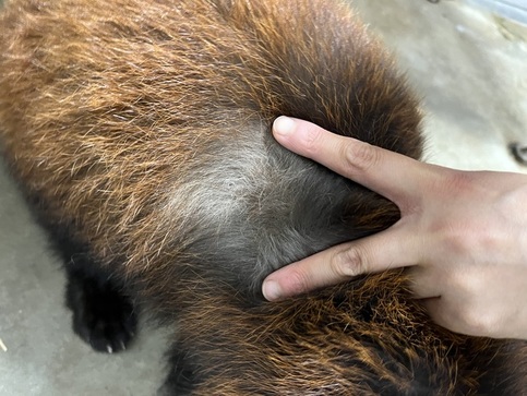 写真:レッサーパンダの毛