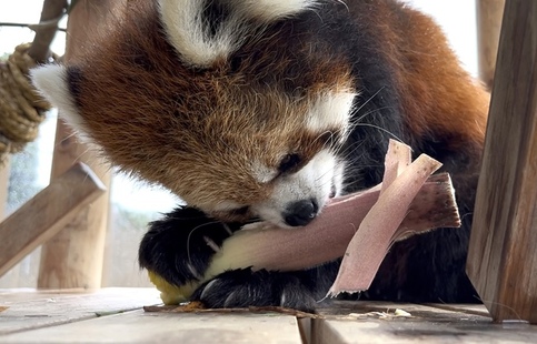 写真:たけのこを食べるレッサーパンダ