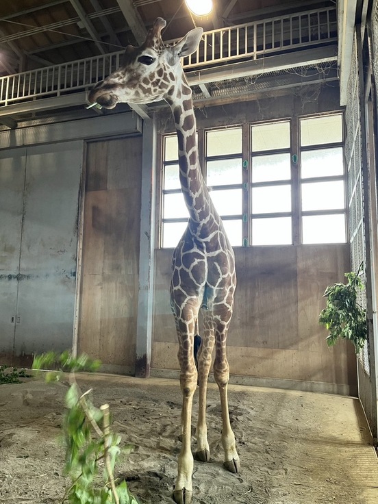 写真:到着してすぐ桑の葉を食べ始めた様子