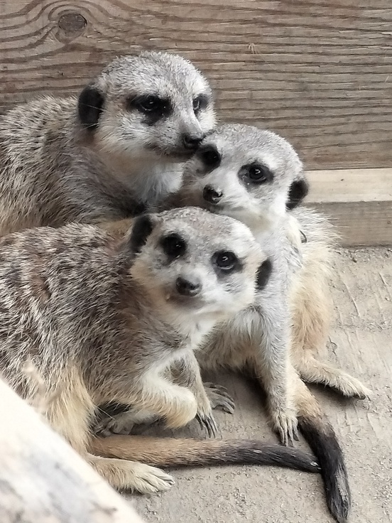 ミーアキャットが寒くて集まっている写真