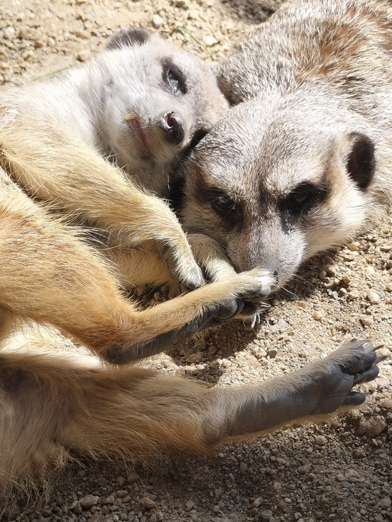 ミーアキャットの仲良し夫婦の写真