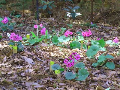 写真: 10株ほどのカッコソウの花