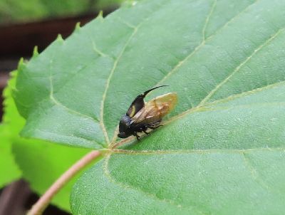 写真: 葉の上にいる小さな虫