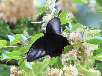 写真:白い花の周りを舞う黒いアゲハチョウ