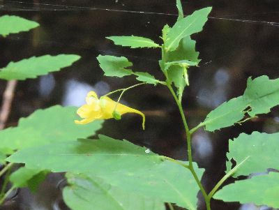 写真:黄色い三角の花が細い茎でぶら下がる。