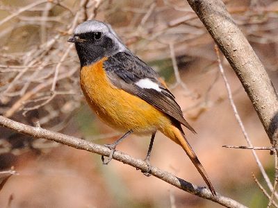 写真:枝に止まるジョウビタキ