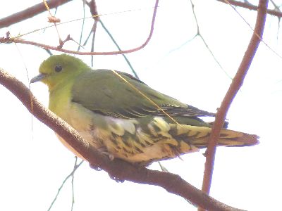 写真：枝に止まるアオバト