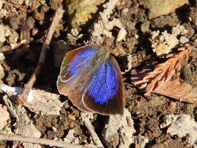 写真: 翅の内側が光沢のある美しい青色の蝶