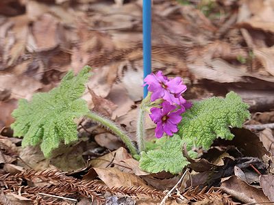 写真:移植地で濃い紅紫色の花を咲かすカッコソウ