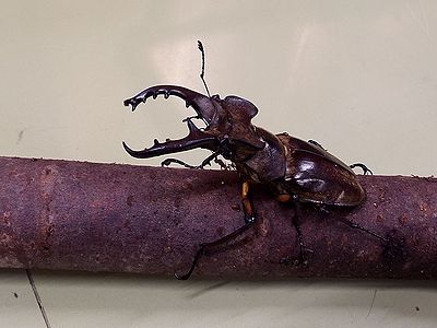 写真：立派な角のクワガタ