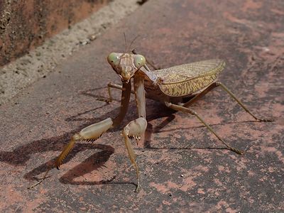 写真:じっとこっちを見るカマキリ
