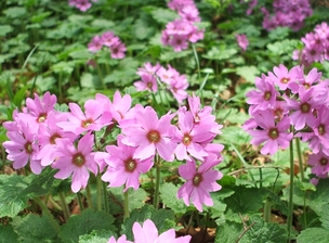 写真:濃いピンク色の花を咲かせるカッコソウ