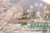 写真：桐生が岡遊園地の観覧車と桜