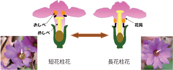 短花柱花と長花柱花のイメージ図