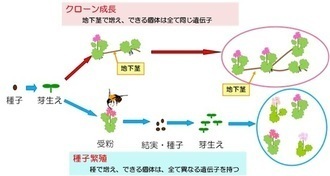 繁殖イメージ図