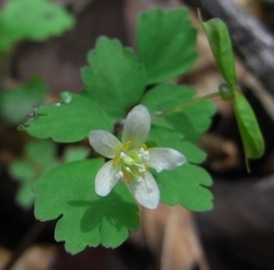 写真：野に咲く花々1　小さな白色の花