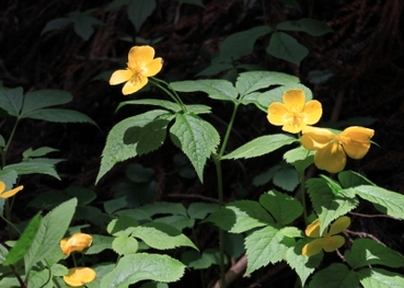 写真：野に咲く花々3　黄色の花びらが四枚の花