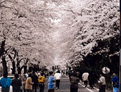 写真:道の両脇に桜が植えられて並木道になっている