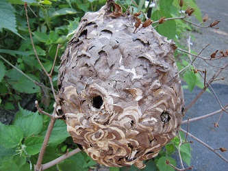 スズメバチの巣（夏以降）
