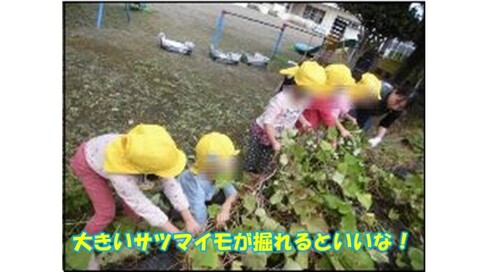 写真：「大きいサツマイモが掘れるといいな！」