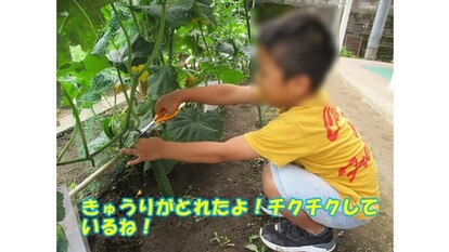 写真：「キュウリがとれたよ！ チクチクしているね！」