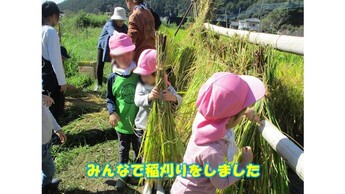 写真：みんなで稲刈りをしました。