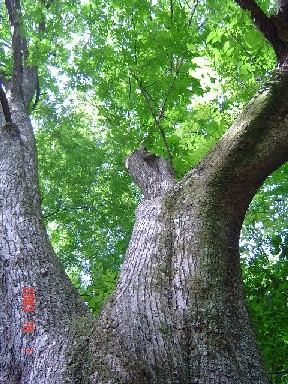 写真：大木の幹と緑の葉っぱ