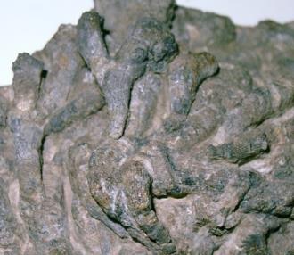四放サンゴの化石の写真