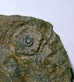 ウニの化石の写真