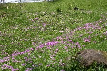 写真：サクラソウふれあい公園