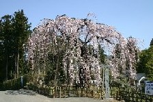 写真：土橋のおかめ桜
