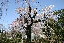 写真：藤生沢のお角桜