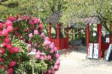 写真：成田山赤城寺とシャクナゲの花