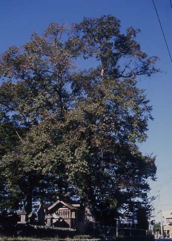 写真：青空に向かって大きく枝を伸ばしたハルニレの木